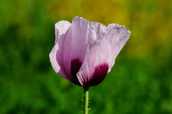 Flower Opium Poppy Beautiful Pink Railway Line Often Escaped Allotment — Stock Photo, Image