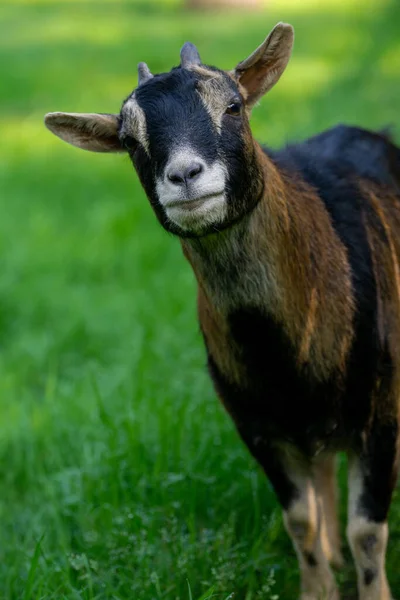 Una Toma Vertical Una Linda Cabra Negra Marrón Campo Mirando — Foto de Stock