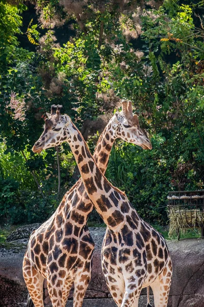 Duas Girafas Deserto — Fotografia de Stock