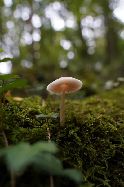 Ormanda Yetişen Porselen Bir Mantar — Stok fotoğraf