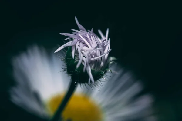 Closeup Beautiful Flower Bud Garden — Stock Photo, Image