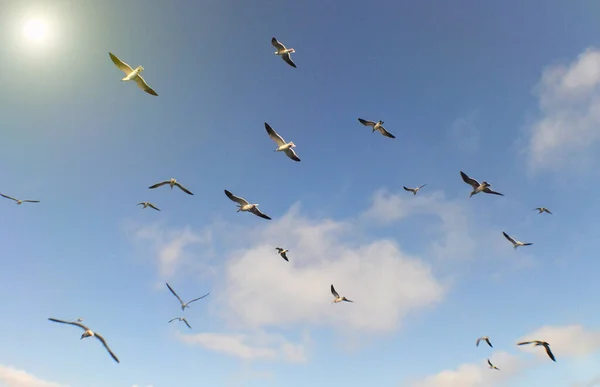Low Angle Shot Seagulls Flight — Stock Photo, Image