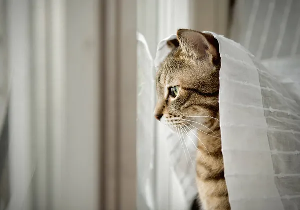 Portrait Adorable Gray Cat Sitting Windowsill Covered White Curtain — Stock Photo, Image