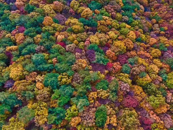 Kore Sonbaharda Yapraklarla Dolu Bir Ormanın Nefes Kesici Bir Görüntüsü — Stok fotoğraf