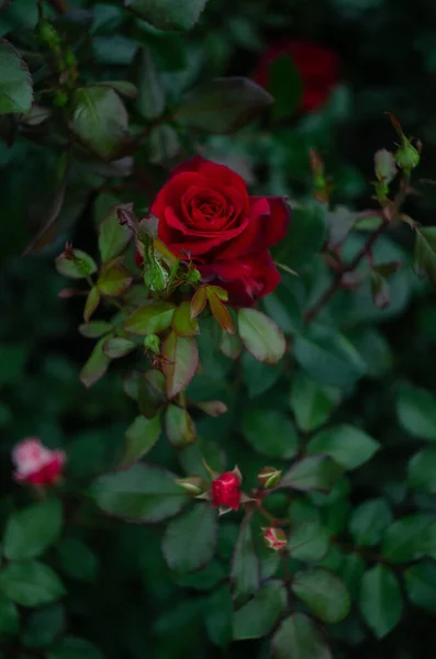 Избранные Элегантные Розы Кустах Саду — стоковое фото
