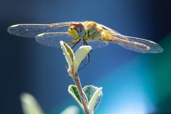 Close Yellow Dragonfly Blue Minty Icey Feel — Stock Photo, Image