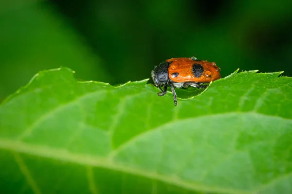 蚂蚁袋甲虫在绿叶上被雨滴覆盖的特写镜头 — 图库照片