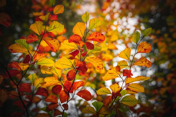 Close Galhos Árvores Com Folhas Coloridas Outono Nas Florestas Baviera — Fotografia de Stock