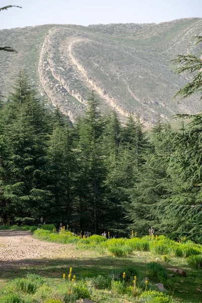 Widok Parku Narodowego Chelia Las Atlas Cedrowy Cedrus Atlantica Górze — Zdjęcie stockowe