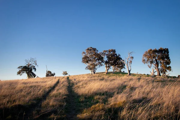 Een Prachtig Uitzicht Een Landschap Met Bomen Bij Zonsondergang — Stockfoto