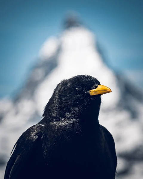 Ένα Αλπικό Κλαδί Μπροστά Από Matterhorn Κοιτάζοντας Την Κάμερα Φωτογραφήθηκε — Φωτογραφία Αρχείου