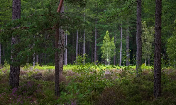 Una Hermosa Vista Naturaleza Del Bosque Con Rayos Sol Hierba — Foto de Stock