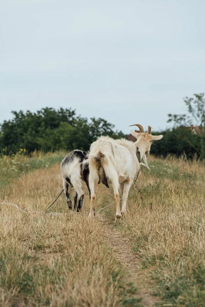 Une Vue Arrière Une Chèvre Blanche Avec Son Enfant Attaché — Photo