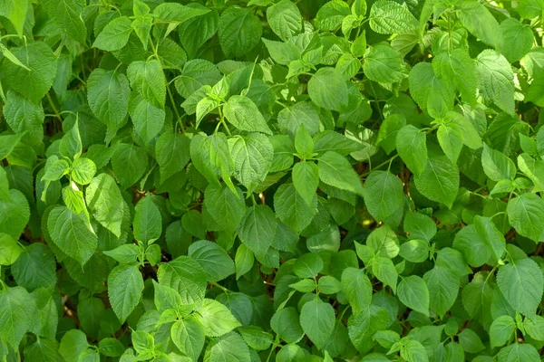 Primer Plano Las Hojas Verdes —  Fotos de Stock