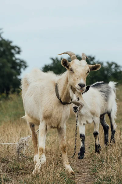 Uma Bela Cabra Mãe Branca Com Seu Filho Amarrado Corda — Fotografia de Stock