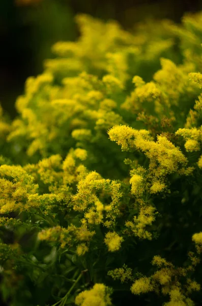 Une Plante Sélective Solidago Canadensis Dans Jardin — Photo