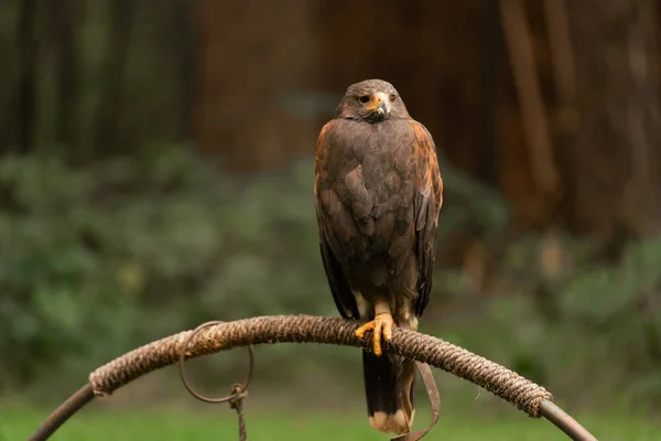 Zwykły Ptaszek Siedzący Metalowej Powierzchni Lesie — Zdjęcie stockowe