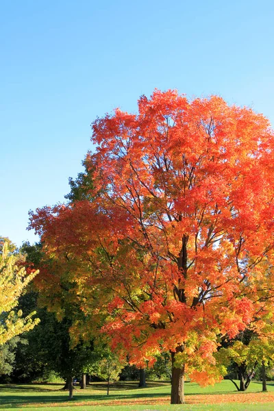 Vertical Shot Beautiful Autumn Park Colorful Foliage — Stock Photo, Image