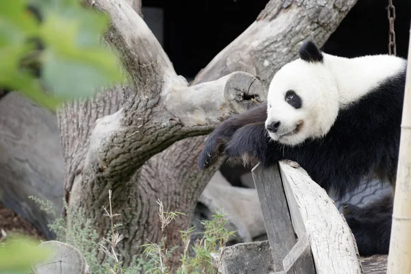 Primer Plano Panda Gigante — Foto de Stock