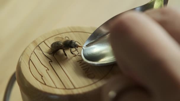 Gros Plan Insecte — Video