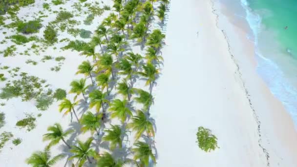Bella Spiaggia Tropicale Con Palme Mare — Video Stock
