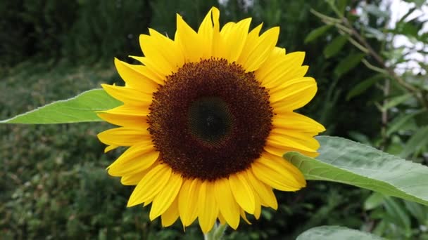 Schöne Sonnenblumen Auf Einem Feld — Stockvideo