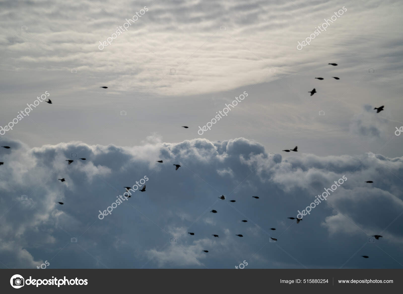 Una Hermosa Vista Una Bandada Aves Volando Sobre Nubes Esponjosas — Foto de  stock #515880254 © Wirestock, image size:1600x1167