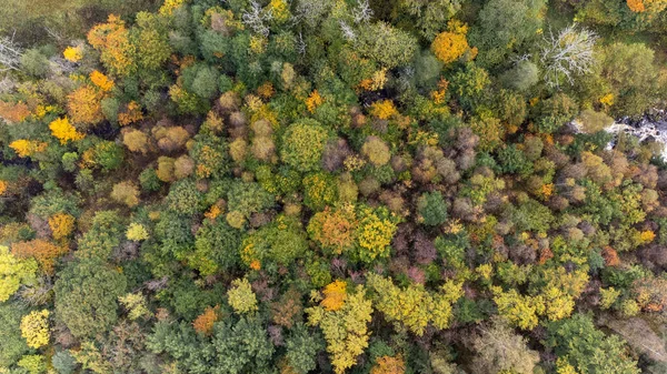 Yukardan Görülen Kozalaklı Yaprak Döken Ormanın Muhteşem Manzarası Havadan Kuş — Stok fotoğraf