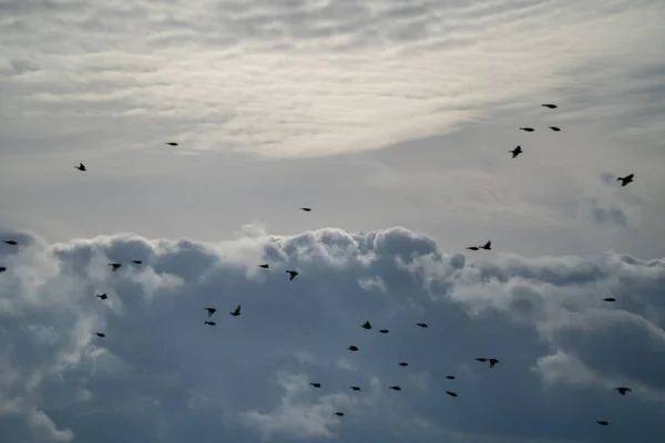 Prachtig Uitzicht Een Zwerm Vogels Die Pluizige Wolken Vliegen Beieren — Stockfoto