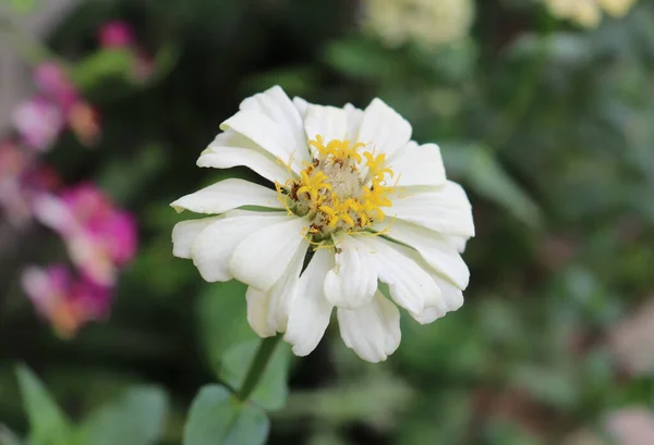 Bahçede Beyaz Bir Zinnia Çiçeği — Stok fotoğraf