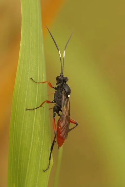 Vertical Closeup Red Ichneumonid Wasp Hoplismenus Bispinatorius Green Grass Blade — Stock Photo, Image