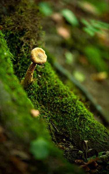Bir Ağacın Yosunlu Kabuğunda Büyüyen Seçici Bir Mantar — Stok fotoğraf
