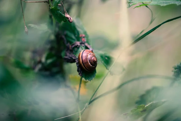 Closeup Snail Snailshell Its Sitting Blade Grass You Can See — Stock Photo, Image