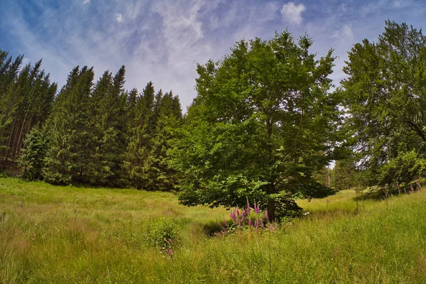 Een Groen Bos Met Dichte Sparren Bomen Onder Een Blauwe — Stockfoto