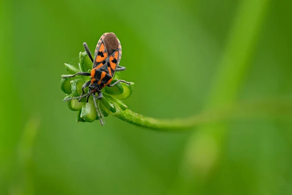 Close Bug Spilostethus Saxatilis Planta Contra Fundo Verde Desfocado — Fotografia de Stock