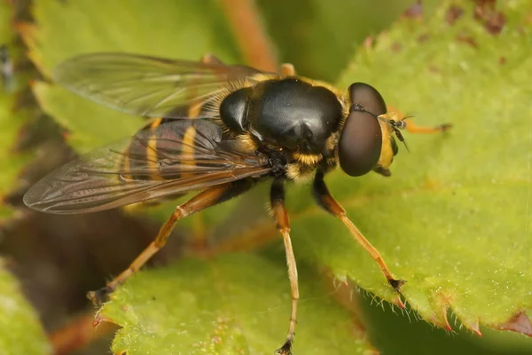 Fechar Sobre Amarelo Barrado Turfa Pairar Mosca Sericomyia Silentis Sentado — Fotografia de Stock