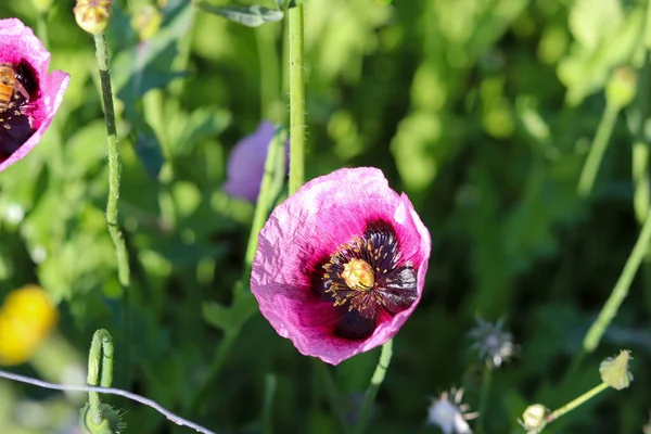 Primer Plano Amapolas Moradas Campo Día Soleado — Foto de Stock