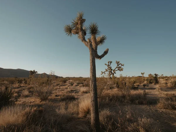 Désert Avec Des Plantes Par Une Journée Ensoleillée — Photo