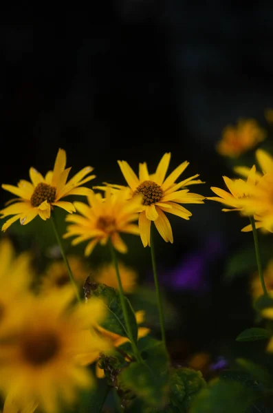 Primer Plano Selectivo Las Flores Ojo Buey Heliopsis Scabra Jardín —  Fotos de Stock