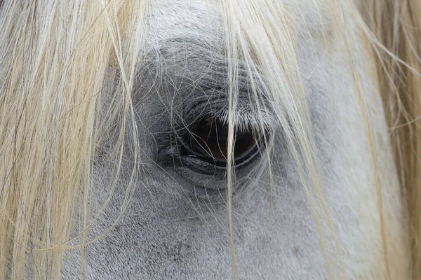 馬の目のクローズアップショット — ストック写真