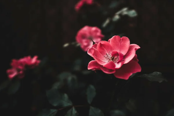 花园里一朵美丽的郁金香花的特写 — 图库照片
