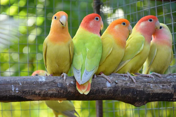 Tiro Foco Seletivo Uma Gaiola Cheia Papagaios Coloridos Sentados Ramo — Fotografia de Stock