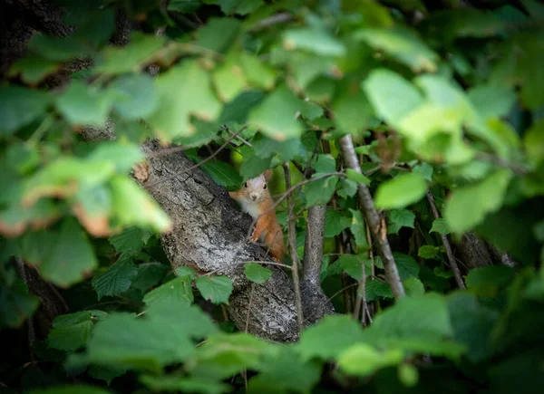 Nahaufnahme Eines Eichhörnchens Auf Dem Baum — Stockfoto