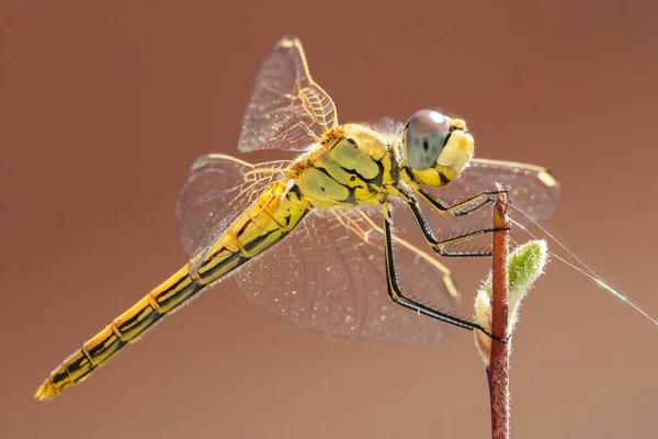 Close Yellow Dragonfly — Stock Photo, Image