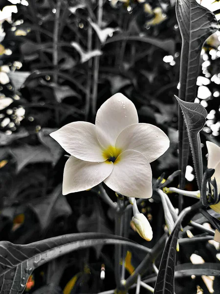 Idar India Jul 2021 Selective Cloup White Plumeria Pudica Flower — 스톡 사진