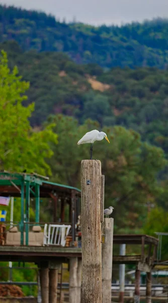 Птица Стоящая Деревянной Колонне — стоковое фото