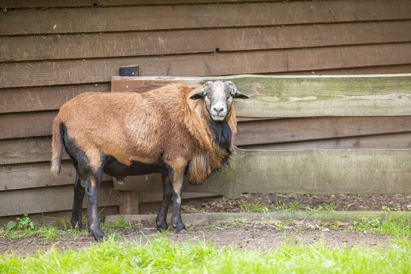 Eski Bir Kamerun Koyunu Tahta Panellere Karşı Kameraya Bakıyor — Stok fotoğraf