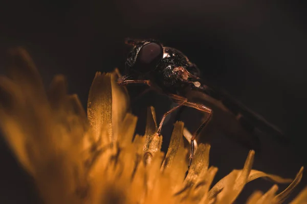 곤충의 매크로 — 스톡 사진