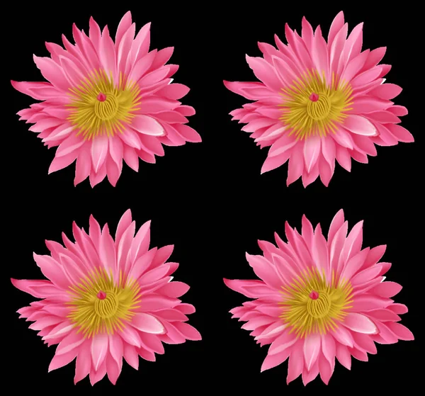 Een Illustratie Van Prachtige Dahlia Bloemen Natuurlijke Achtergrond Behang — Stockfoto