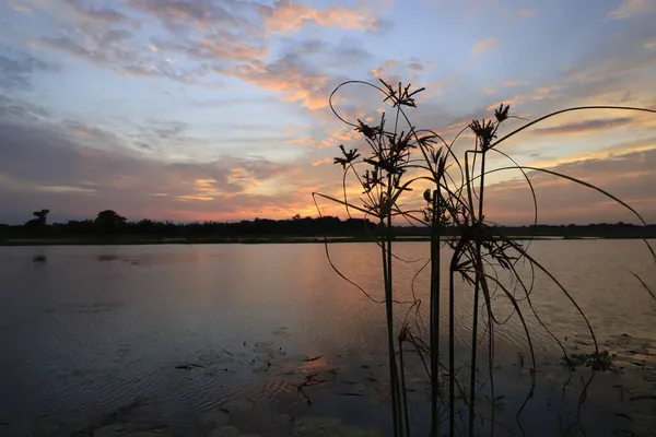 Ein Schöner Blick Auf Den Sonnenuntergang Einem See Vor Grünem — Stockfoto
